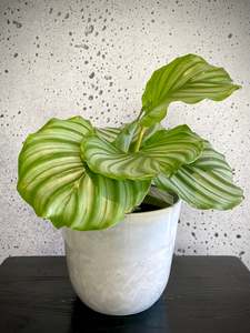 House Plants: Calathea Orbifolia Small