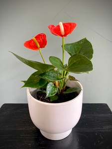 House Plants: Anthurium