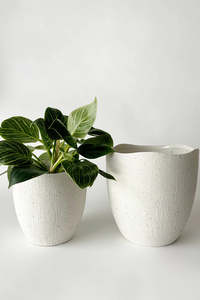 Rhea planter