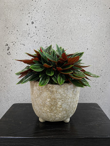 Gifts: Peperomia Rosso Set