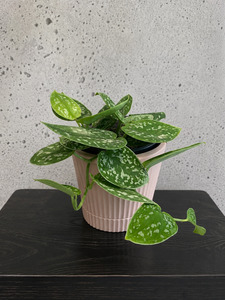 Gifts: Silver Vine Set