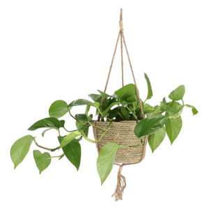 Gifts: Indoor Hanging Basket