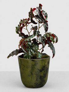 Indoor Plants: Begonia Black Forest 17 CM