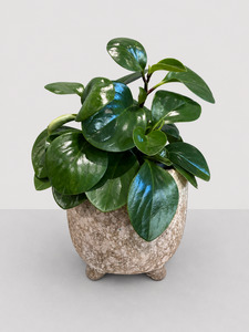 Indoor Plants: Peperomia Obtusifolia 17 CM