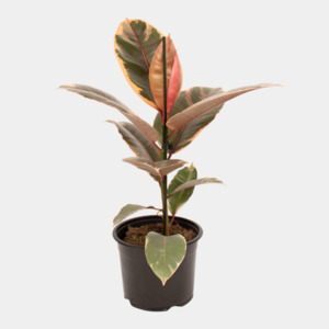 Indoor Plants: Ficus elastica Ruby 17 CM