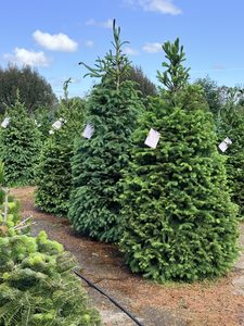 Norway Spruce - Twiggy Estate