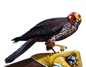 Digital Downloads: Captain Falcon Falcon – Desktop Wallpaper – Two Ruru