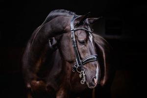 Ps Of Sweden: PSOS Double Bridle Passage Lacquered