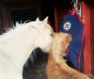 2020 Re Stock And Releases: Hay Bag Feeder - Mini