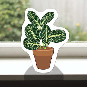 Pot Plants: Pot Plant Prayer Plant