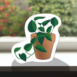 Pot Plant Pothos
