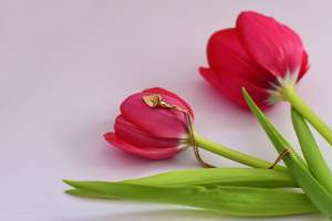 Botanical: Entwined Lily Pendant - Gold