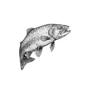 Products: Trout Fine Art Print - Unjustified Risk