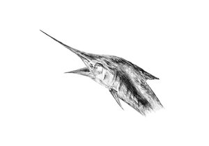 Products: Marlin Jumping Fine Art Print - Unjustified Risk
