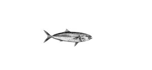 Products: Kingfish Fine Art Print - Unjustified Risk