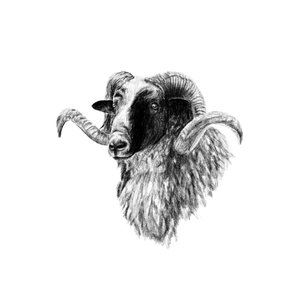 Products: Ram Fine Art Print - Unjustified Risk