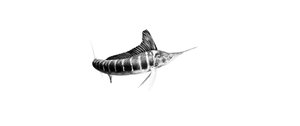 Products: Striped Marlin Fine Art Print - Unjustified Risk