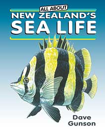 Products: All About New Zealand's Sea Life - Upstart Press