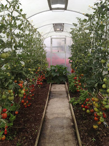 Tunnel House Window & Door Kit - Morrifield