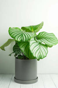 Planters: Lamia Ceramic Pot - Grey 18cm