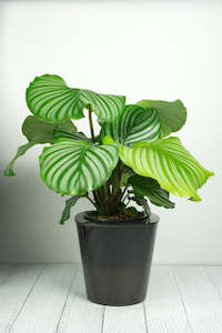 Plant Pot: Misti Self-Watering Plant Pot - Black