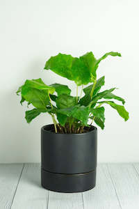 Plant Pot: Thea Ceramic Self-Watering Pot - Black 15cm