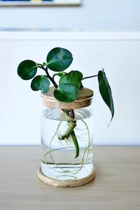 Home Plant Decor Gifts: Terrarium Glass Propagation Cylinder Planter with Base