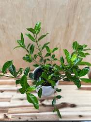 Outdoor Plants: Gardenia Veitchii 15cm