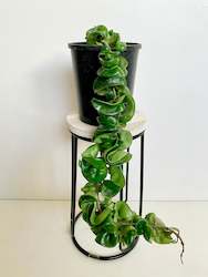 Indoor Plants: Hoya Compacta ‘Hindu Rope’