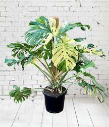 Office Plants: Monstera Thai Constellations 23CM