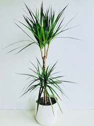 Office Plants: Dracaena Marginata Double Planted 19cm