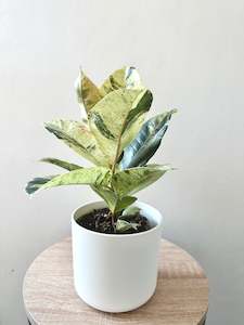 Ficus Shivereana Variegated 12CM