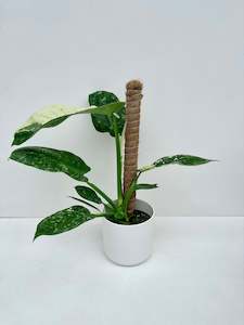 Indoor & Outdoor Plants: Philodendron Jose Buono 14cm
