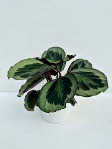 Calathea Plants: Calathea Shinestar 12cm