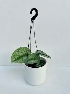 Indoor & Outdoor Plants: Scindapsus Exotica ‘Satin Pothos’ 12cm