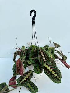 Indoor & Outdoor Plants: Maranta Facinator 12cm