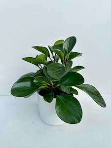 Peperomia Obtusifolia 12cm