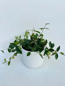 Indoor & Outdoor Plants: Pepermia Rocca Verde 12cm