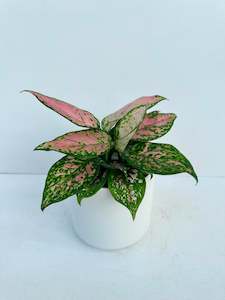 Indoor & Outdoor Plants: Aglaonema Favonia 12cm