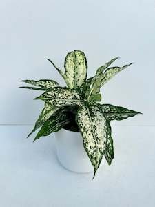 Indoor & Outdoor Plants: Aglaonema Snowflakes 12cm