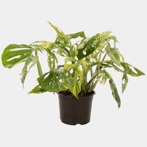 Potted Houseplants: Monstera Monkey Mask Mint 14cm