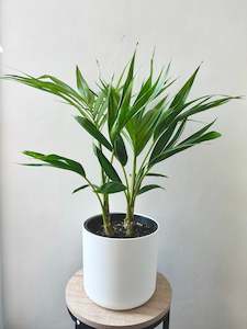 Indoor & Outdoor Plants: Kentia Palm - Howea Forsteriana Tripple Planted 5.5L