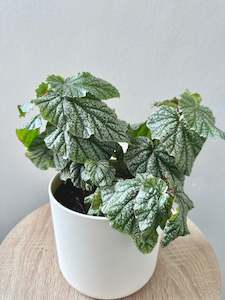 Featured Product 2: Begonia ‘Don Miller’ 12cm