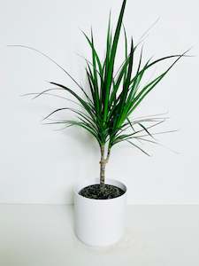 Office Plants: Dracaena Marginata 15cm