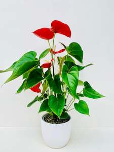 Office Plants: Anthurium Red Winner 15CM