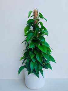 Office Plants: Epipremnum Aureum Green 18cm