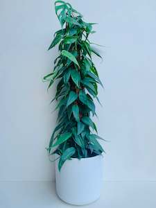 Office Plants: Epipremnum Cebu Blue 18cm