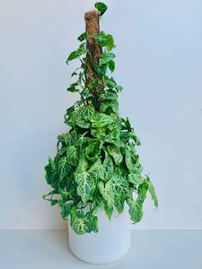 Office Plants: Syngonium Batik 18cm