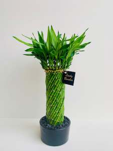 Office Plants: Lucky Bamboo Spiral Cage Large