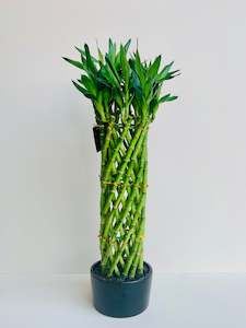Office Plants: Lucky Bamboo Cage Large